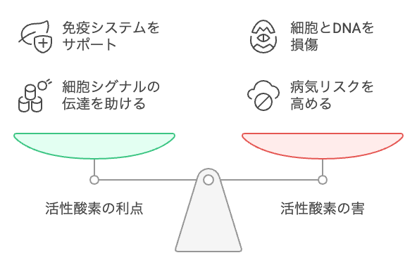 活性酸素のバランスをとることは健康に不可欠です。